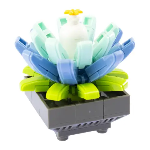 Mattoncini Pianta Esotica Echeveria 78047