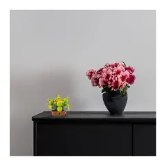 Mattoncini Pianta Esotica Conophytum 78042 - tematiche