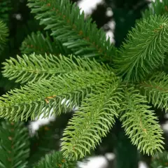 Albero di Natale Selira 100% PE Ultra-Realistico, 1004 Rami a 5 e 7 Punte, Altezza 210 cm - alberi