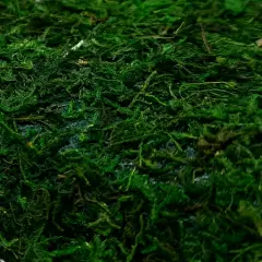 Foglio Carta Muschio Verde con Adesivo cm. 40x90 - presepi